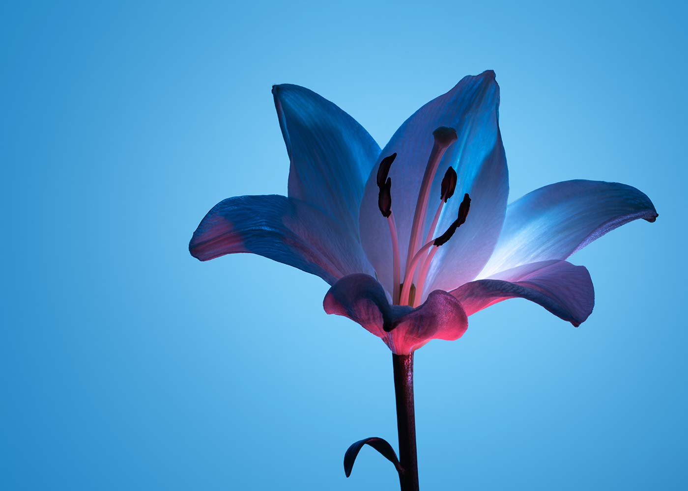 TREC DC a flower with a blue background