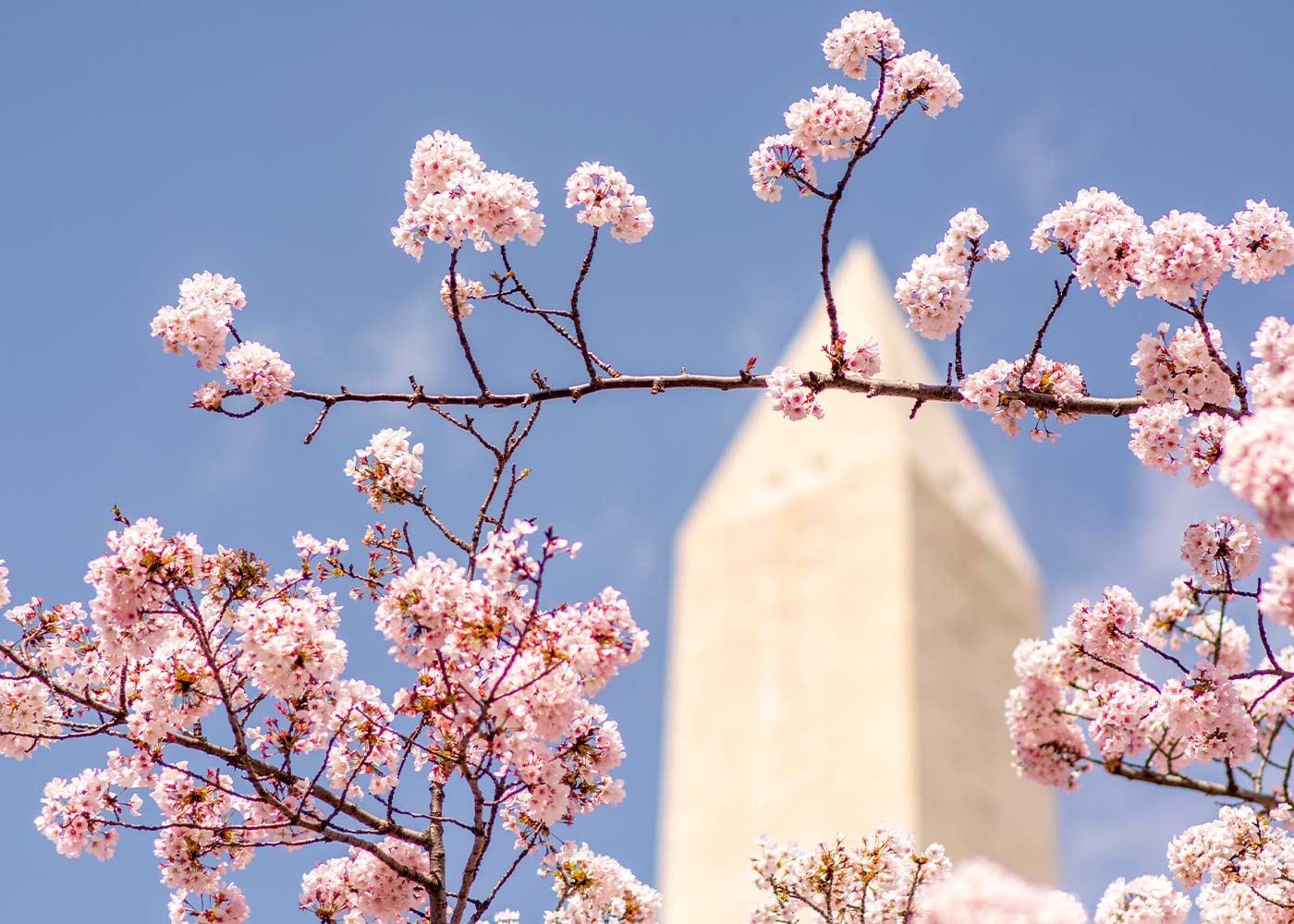 TREC DC Cherry Blossoms with DC Monument in background